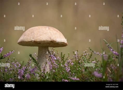 Champignons De Bolets De Bouleau Brun Banque De Photographies Et D