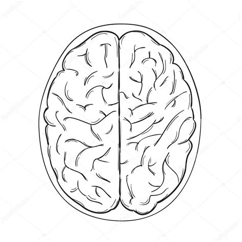 Cerebro Humano Vector De Stock Por ©muuraa 42964061