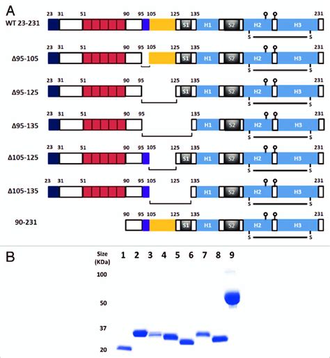 Design And Expression Of Prion Deletion Mutants A Schematic