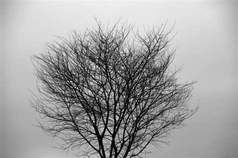 Free Images Nature Forest Branch Winter Black And White Sky Fog