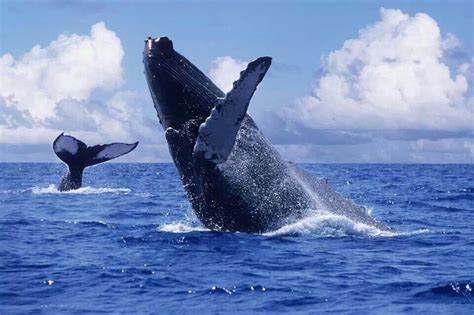 Santuario de ballenas de el Vizcaíno Baja California Avistamiento de