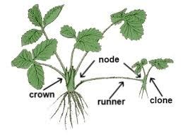 Asexual Reproduction Flashcards Quizlet