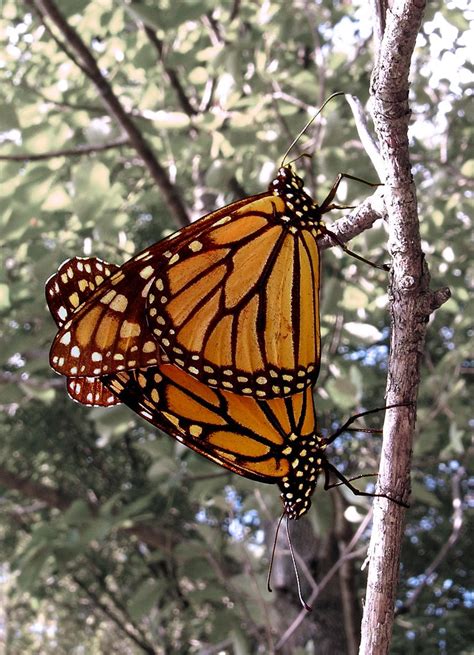 Lovers Monarch Butterflies Danaus Plexippus Mating Two Moon Sky Flickr