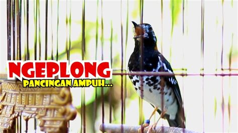 PANCINGAN ANIS KEMBANG AGAR CEPAT GACOR ANIS KEMBANG NGEPLONG YouTube