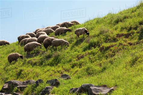 Sheep Grazing On The Hillside By The Sea Of Galilee Israel Stock