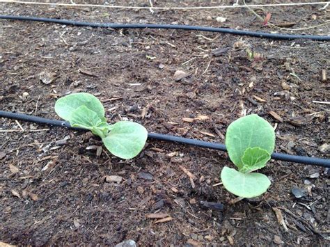 In Season: Successfully transplanting seedlings to the garden | Pahrump Valley Times