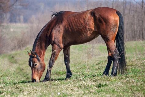 O Cavalo Do Marrom Escuro Pasta No Prado Verde Da Mola Foto De Stock