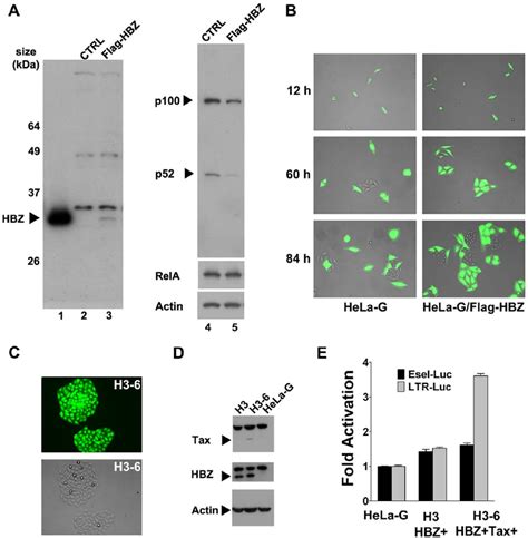 Htlv 1 Hbz Mitigates Cellular Senescence Induced By Tax A