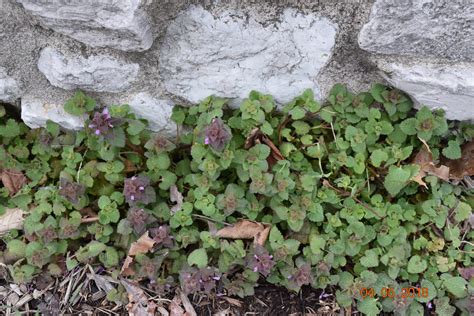 Spotlight on Weeds: Purple deadnettle