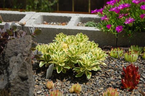 Photo Of The Entire Plant Of Takeshima Stonecrop Phedimus