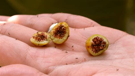 Does Eating A Fig Always Involve Eating Dead Wasps Yes And No Iflscience