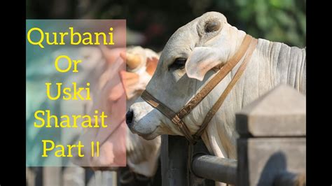 Qurbani Kis Par Wajib Ha Part2 Qurbani Ki Sharait Qurbani K Masail