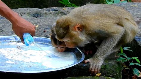 Baby Kenzo Vs Katrina Really Enjoyed With Fresh Milk So Much Thank You