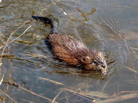 Endangered New Jersey Mink And Muskrats In Nj