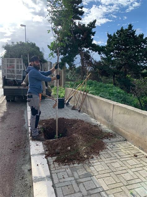 Bagheria In Corso La Piantumazione Di Nuovi Alberi