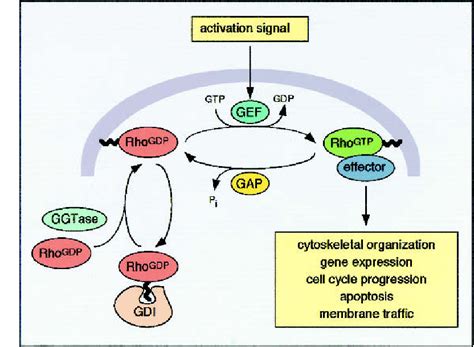 Figure From Guanine Nucleotide Exchange Factors For Rho Gtpases