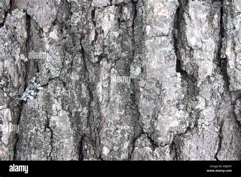 Grey Tree Bark Hi Res Stock Photography And Images Alamy