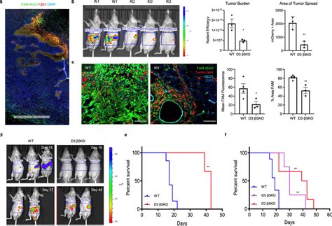 Integrin Is Critical For Irgd Penetration Through Extravascular