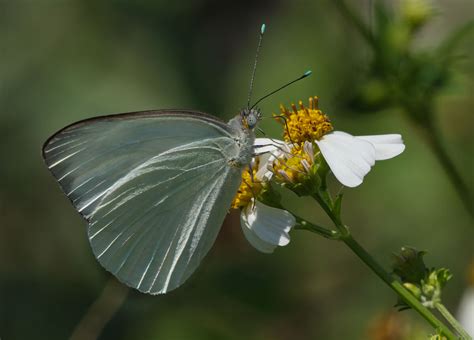 Great Southern White Great Southern White Butterfly Common In The