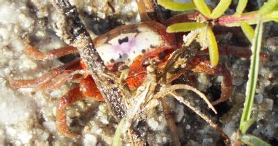 Atlantic Sand Fiddler Crab Uca Pugilator Bugguide Net