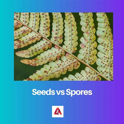 Seeds Vs Spores Difference And Comparison