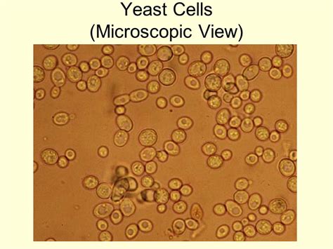 Candida Albicans Microscope Slide