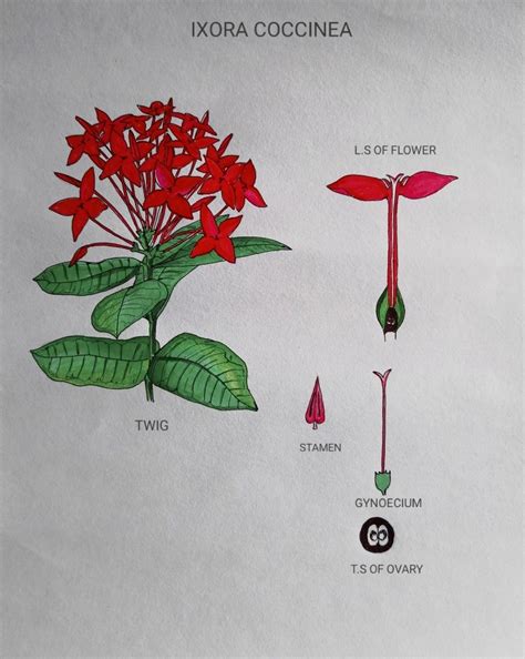 Maalaaga Plant Drawing Santan Flower Drawing Floral Drawing