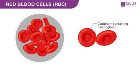 Composition Of Blood And Its Functions