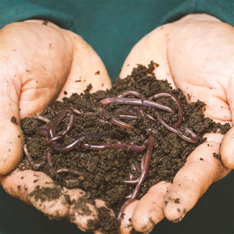 Worms For Raised Beds Kit Wiggly Wigglers