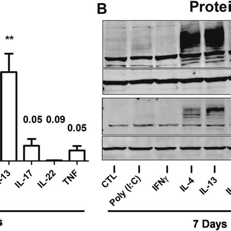 Pendrin Is Induced By Th2 Cytokines And Il 17a In Airway Epithelial Download Scientific Diagram