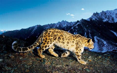 Snow Leopard Wallpapers Wallpaper Cave