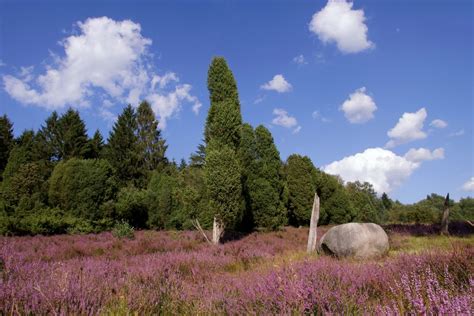 Auf der Lüneburger Heide, Foto & Bild | deutschland, europe ...