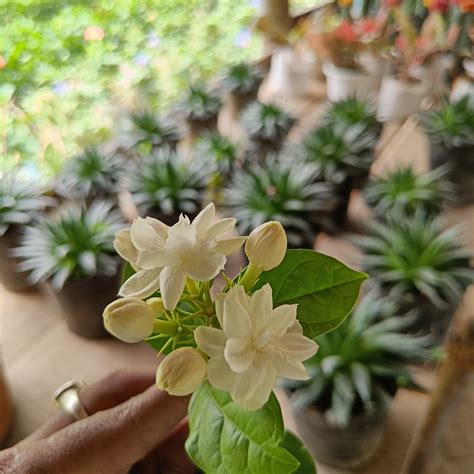 Buy Aromatic Arabian Jasmine Plants Online.