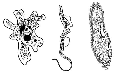 Protozoan Diversity Part 1 Educational Resources K12 Learning Life Science Science Lesson