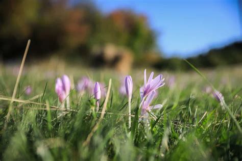 Free picture: wildflower, summer, grass, field, flora, blue sky, nature ...