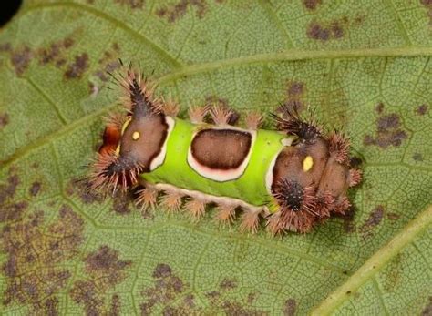 Stinging Caterpillars Entomology