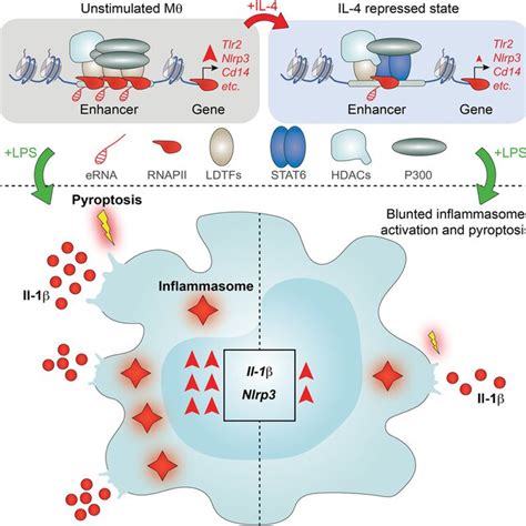 The Classical Ligand‐dependent Regulatory Role Of Rxrpparγ Rxrlxr