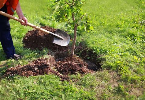 How To Transplant A Tree