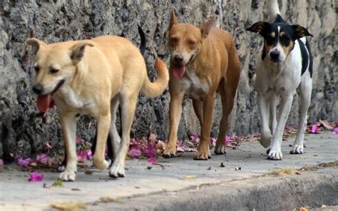 Cinco Millones De Perros Callejeros Amenazan La Salud En Edomex La