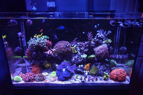 How A Two Part Alkalinity And Calcium System Works And Why It Matters Reef2reef Saltwater And