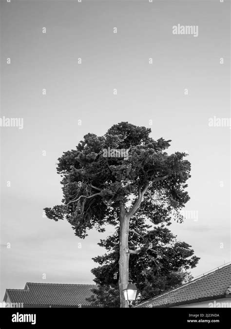 Tall Tree And House Roofs Tall Tree In A Mediterranean Climate Black