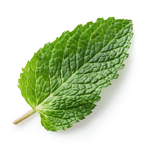 HighResolution Single Mint Leaf Isolated on a White Background Perfect