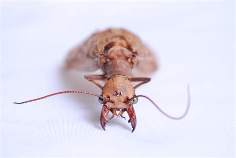 Bakgrundsbilder : fotografi, flyga, fauna, ryggradslös, närbild ...