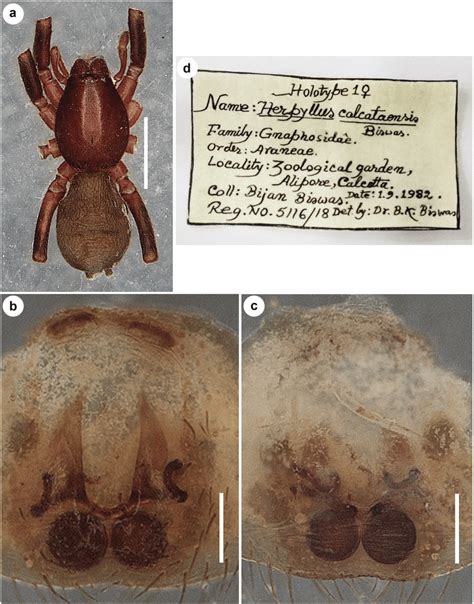 Zelotes Calcuttaensis Comb Nov Female Holotype Of Herpyllus