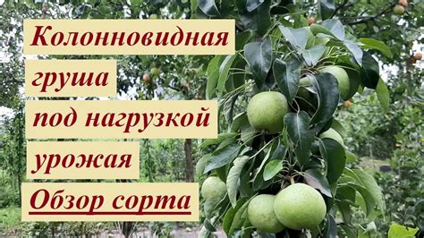 Колонновидная груша урожай - YouTube