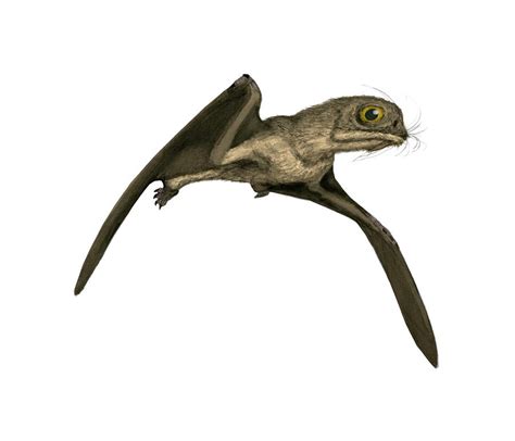 Pterosaur Photograph By Mark P Wittonscience Photo Library Fine Art