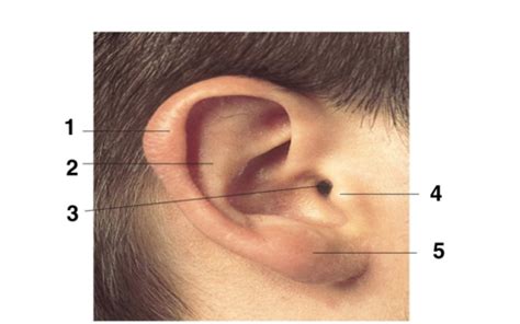 Ear Anatomy Equilibrium Hearing Flashcards Quizlet