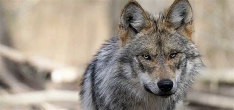 The Mexican Grey Wolf | Critter Science