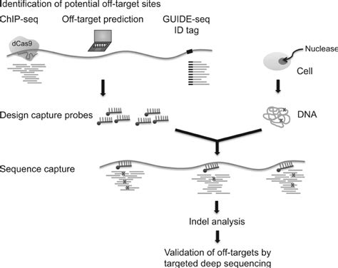 Cas Induced Indels Occur Proximal To The Center Of Bp Capture