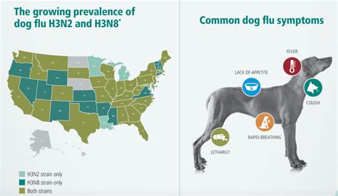 Pet Expert Steve Dale Examines Of The History Of Canine Influenza Virus